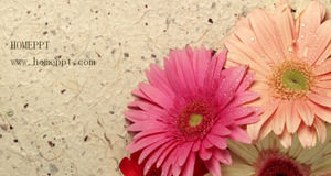 Elegant wild chrysanthemum PPT template