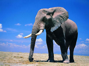 Plantillas Powerpoint de elefante