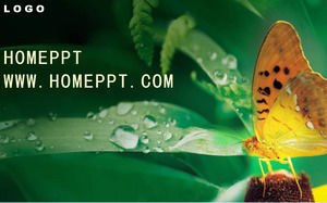 只有精致的花蝴蝶PPT模板下载