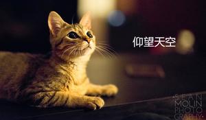 Flash animasyon şirketi kurumsal tanıtım PPT şablonu