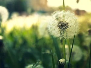 Fresh dandelion slideshow background picture
