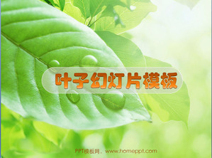 slideshow télécharger feuille frais