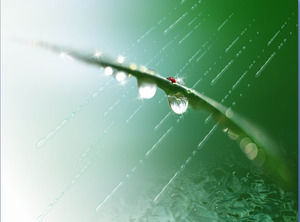 新鮮的夏季植物背景PPT模板下載