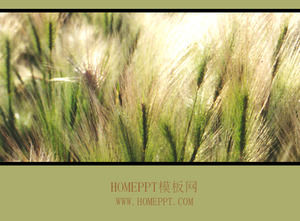 Paesaggio pascolo modello PPT scaricare