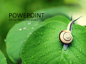 HD улитка росы зеленые листья немного свежего шаблон РРТ природы