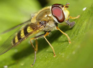 Hover Bee Nature Illustration powerpoint template