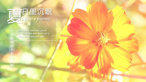 Line style small fresh album PPT template