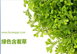 Mimosa загрузить фон шаблон PowerPoint