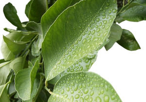 Su powerpoint şablonu ile Bitki