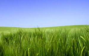 هادئ قالب باور بوينت البيئة الخضراء