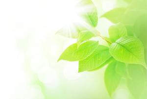 imagen de fondo PPT Dos de color amarillo-verde y hermoso deja