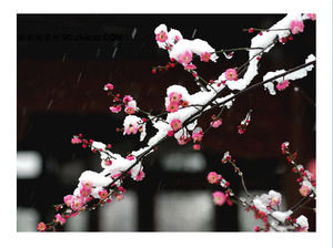 ความหลากหลายของภาพพื้นหลังพลัม PPT